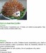 Syrovo-tvarohový ježko